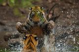 Estensione al parco delle tigri di Ranthambore